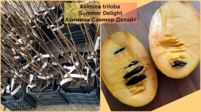 Asimina triloba